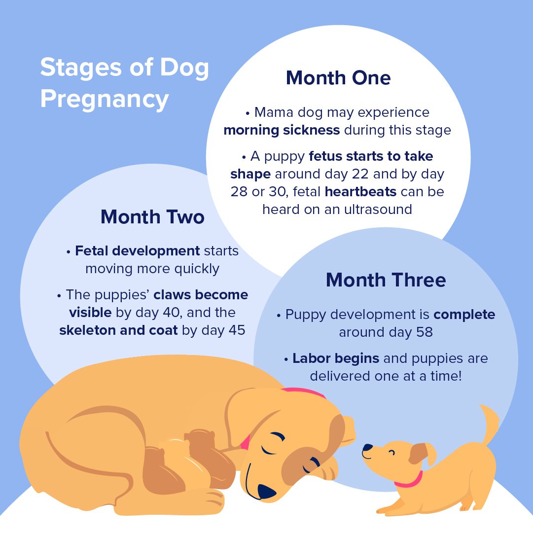 How Long Are Dogs Pregnant? BetterVet