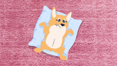 Dog with pyoterma illustration 