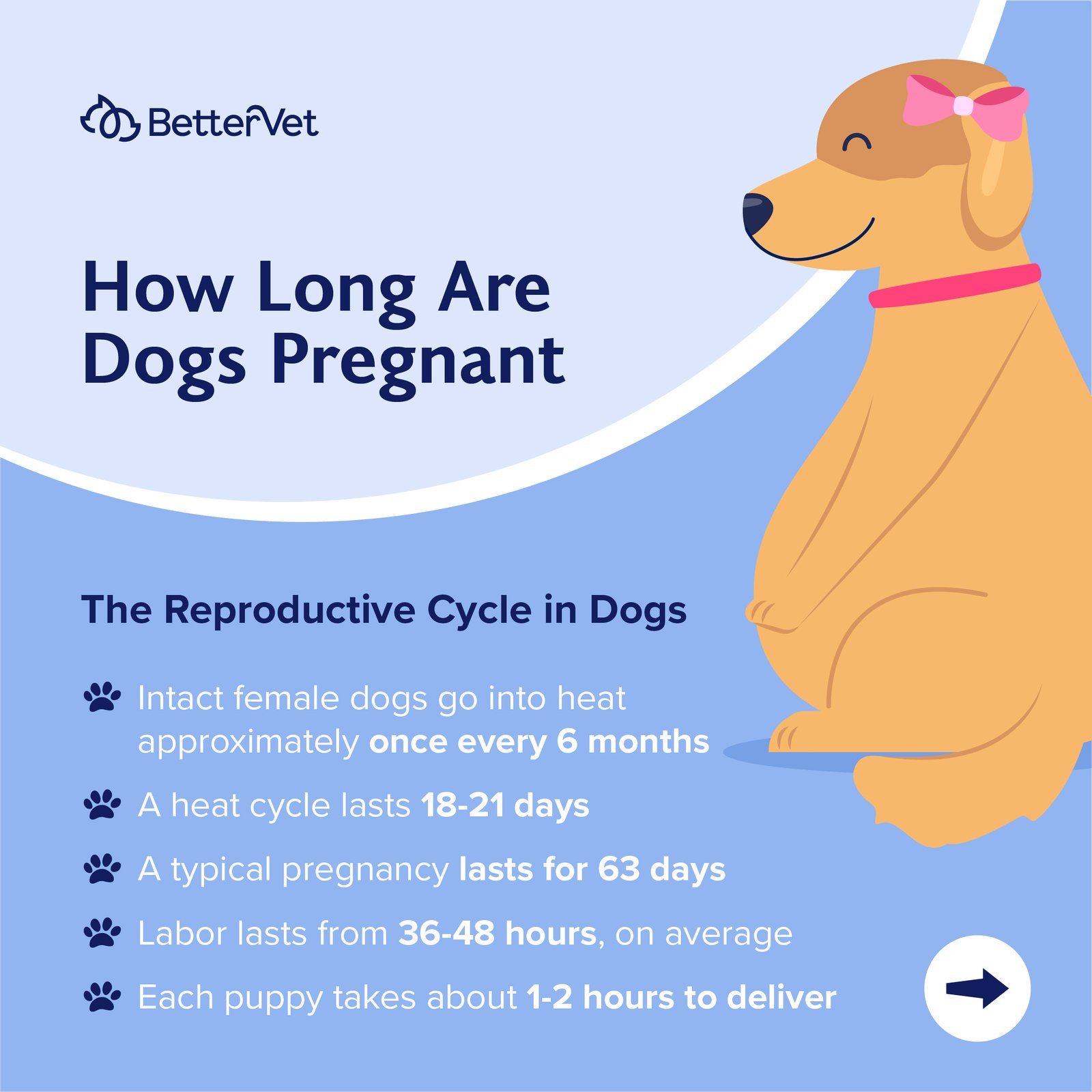 How Long Are Dogs Pregnant? | BetterVet