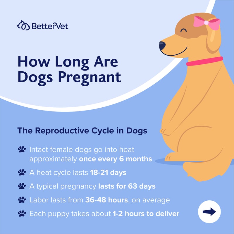 How Long Are Dogs Pregnant?  BetterVet