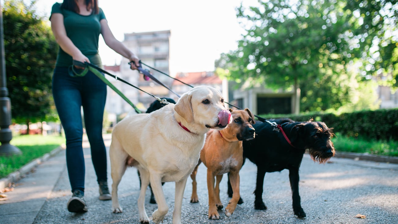 The Top Dog Walkers in Chicago, IL