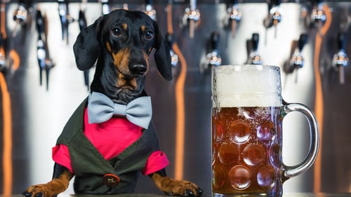 The Best Dog-Friendly Breweries in Chicago, IL