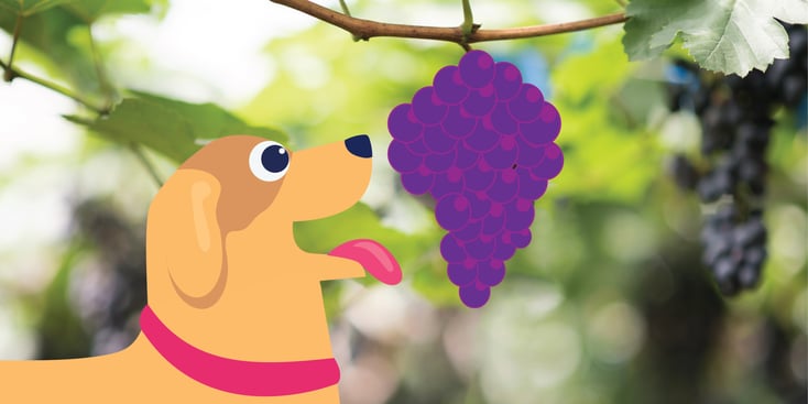 Dog that is hungry for grapes illustration
