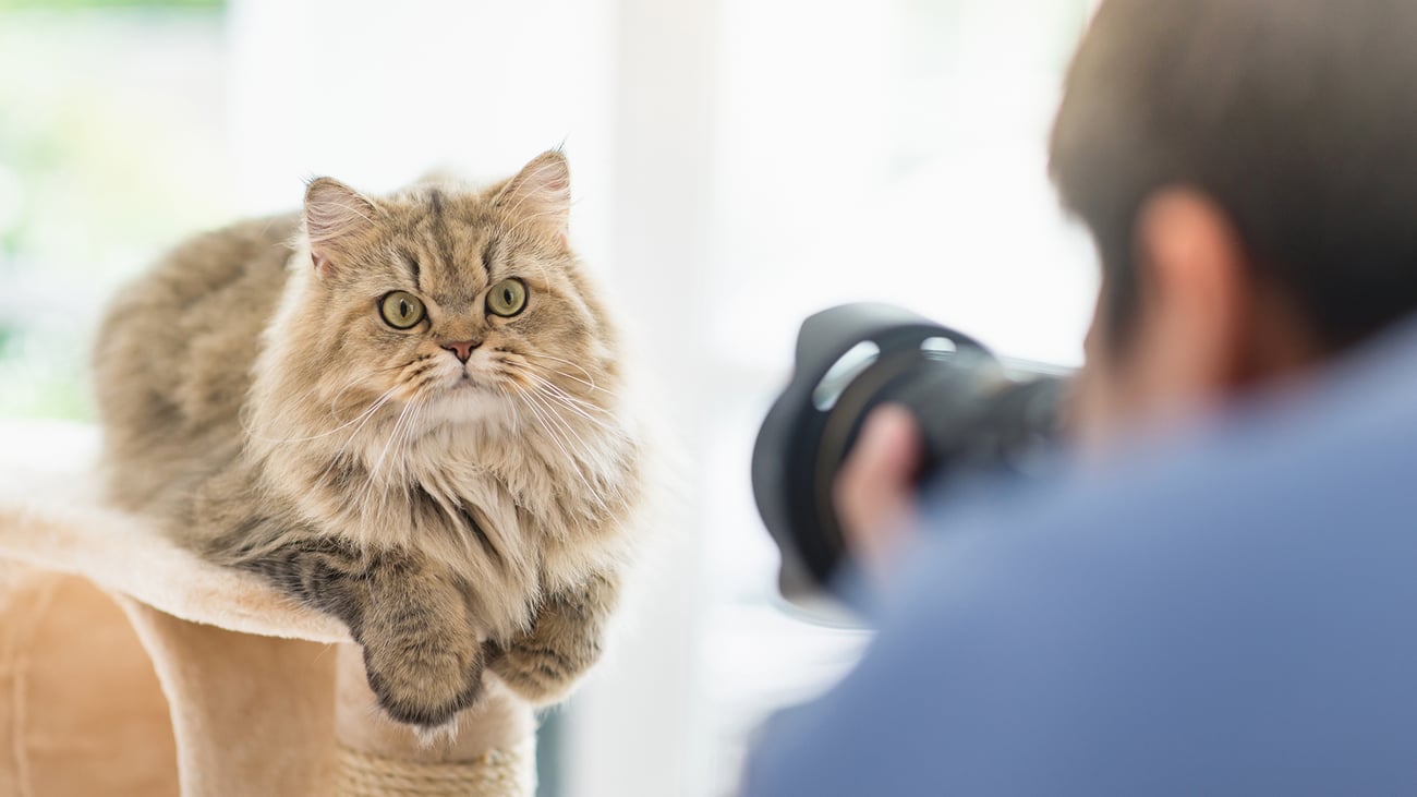 The Best Pet Photographers in Boston, MA