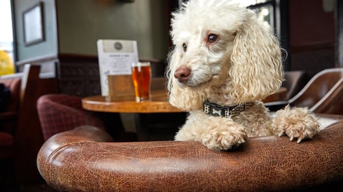 The Best Dog-Friendly Breweries in Boston, MA
