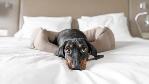 The Top Pet-Friendly Hotels in Denver, CO