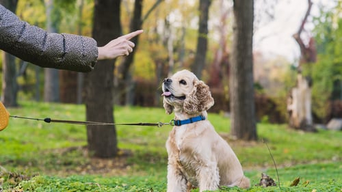 The Best Dog Trainers in Denver, CO