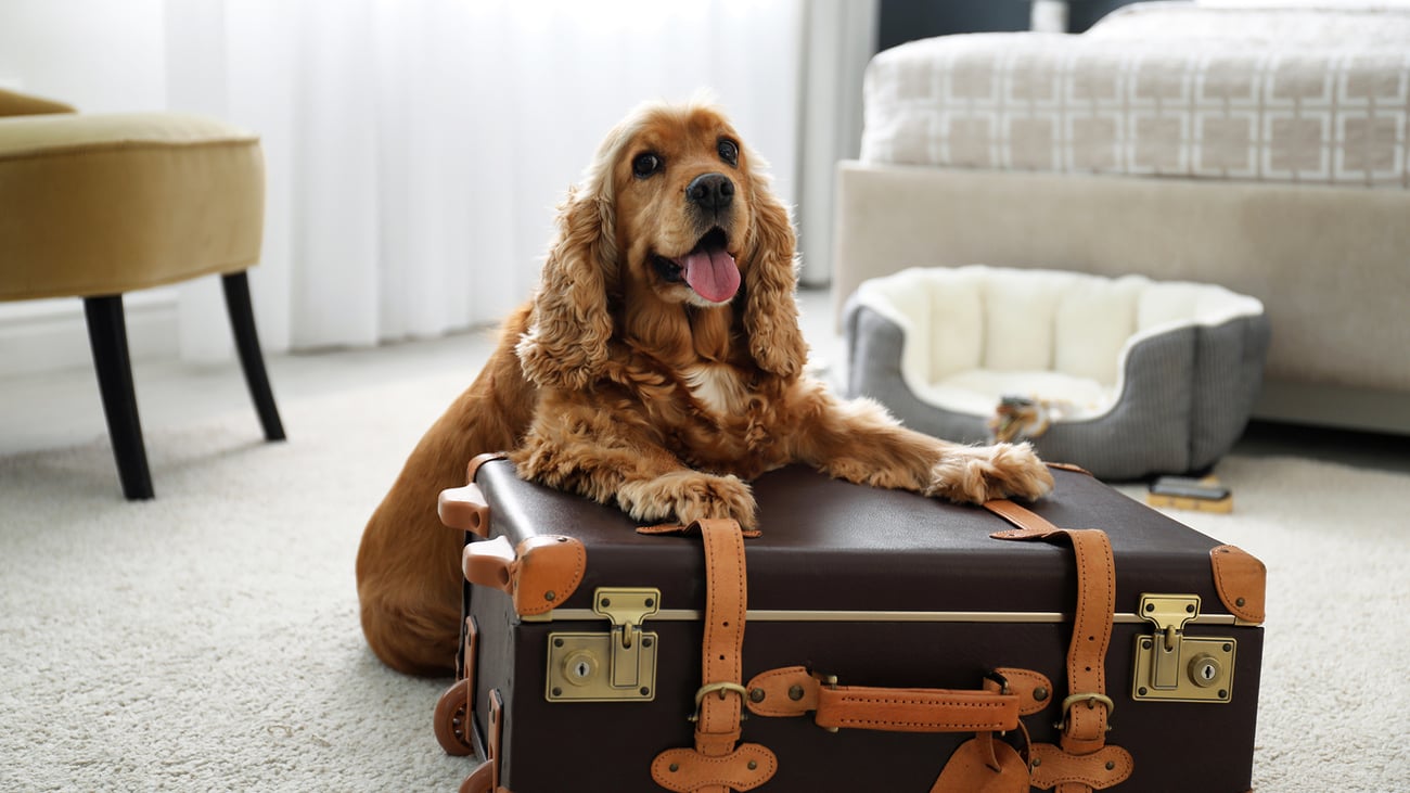 The Top Pet-Friendly Hotels in Baltimore, MD