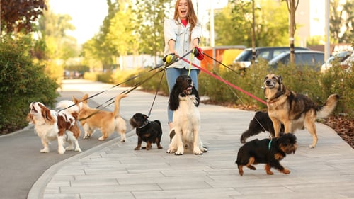 The Top Dog Walkers in Denver, CO