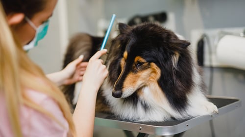 The Top Pet Groomers in Denver, CO