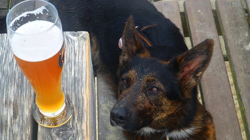 The Best Dog-Friendly Breweries in Denver, CO