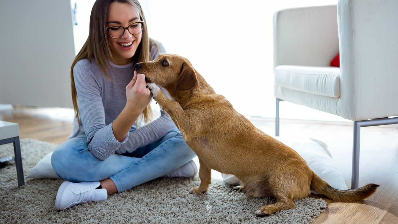 The Best Pet Sitters in Eugene, OR