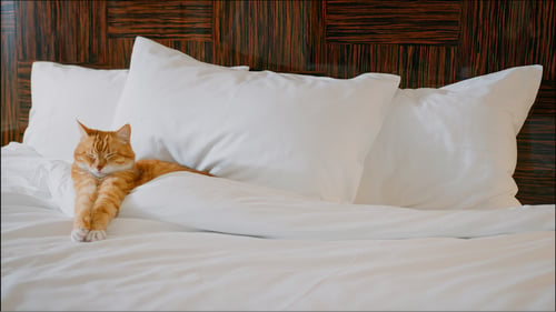 The Top Pet-Friendly Hotels in Eugene, OR