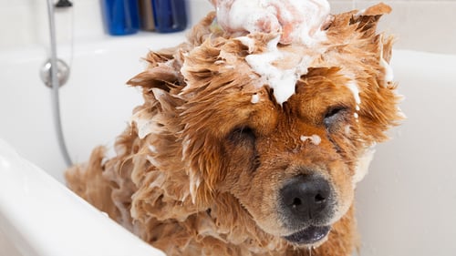 The Top Pet Groomers in Eugene, OR