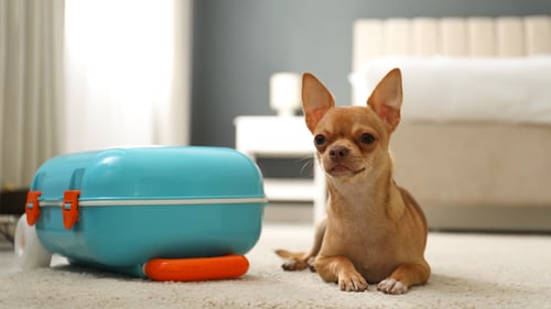 The Top Pet-Friendly Hotels in Boston, MA