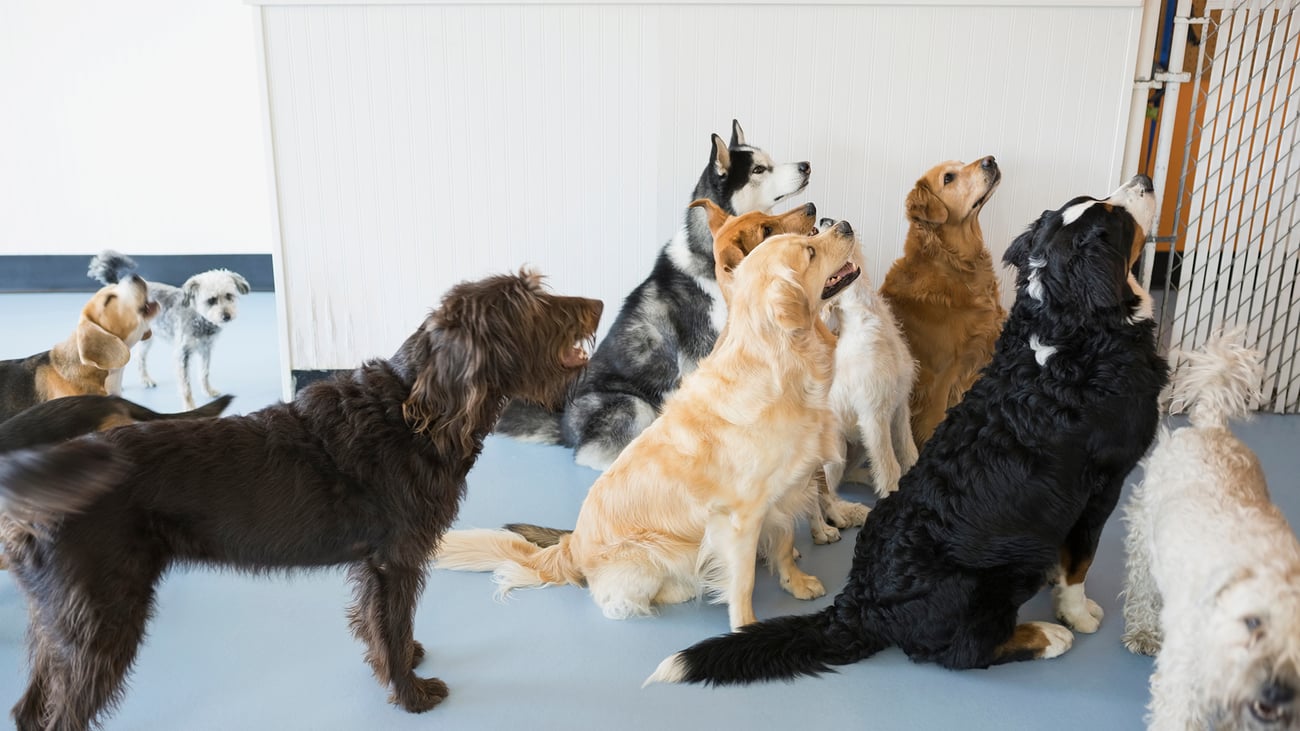 The Top-Rated Doggy Daycare in Houston, TX