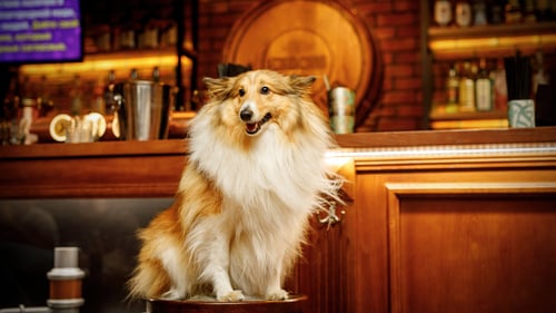 The Best Dog-Friendly Bars in Houston, TX