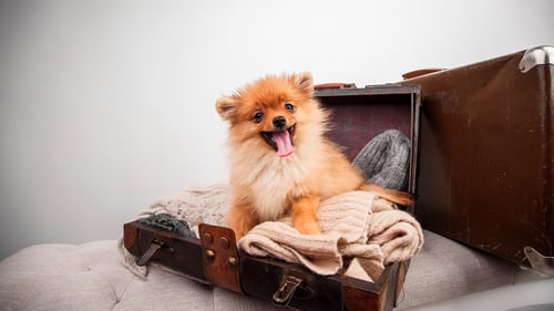 The Top Pet-Friendly Hotels in Los Angeles, CA