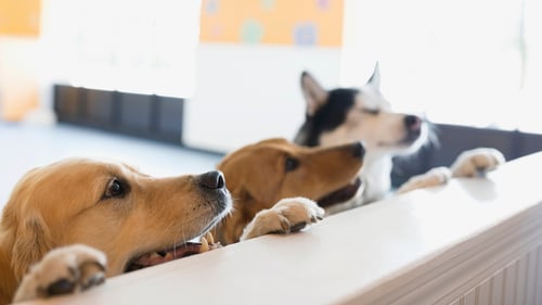 The Top-Rated Doggy Daycare in Los Angeles, CA