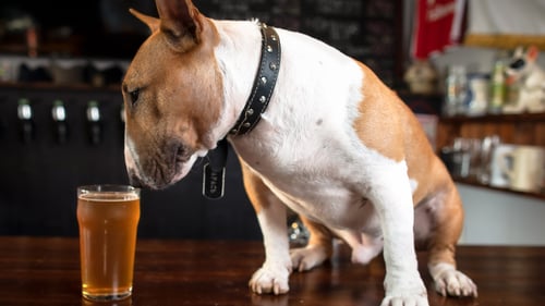 The Best Dog-Friendly Breweries in Baltimore, MD