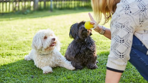 The Best Dog Trainers in Los Angeles, CA