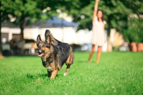The Top Dog Parks in Los Angeles, CA