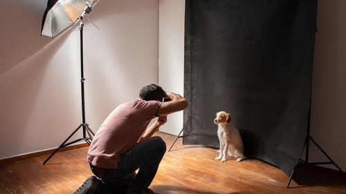 The Best Pet Photographers in Los Angeles, CA