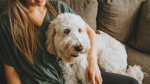 The Best Pet Sitters in Northern New Jersey