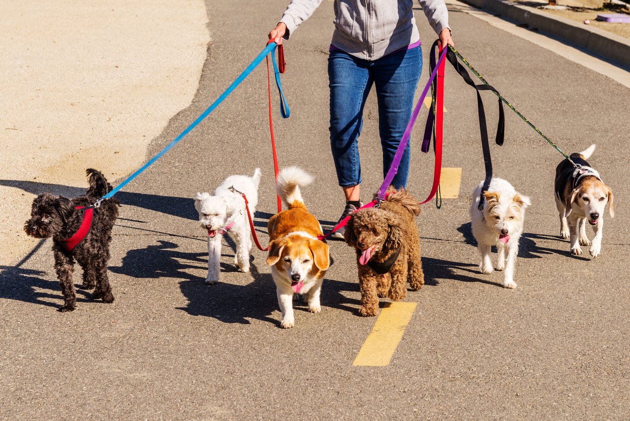 The Top Dog Walkers in Northern New Jersey