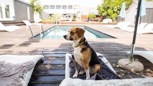 The Top Pet-Friendly Hotels in Northern New Jersey