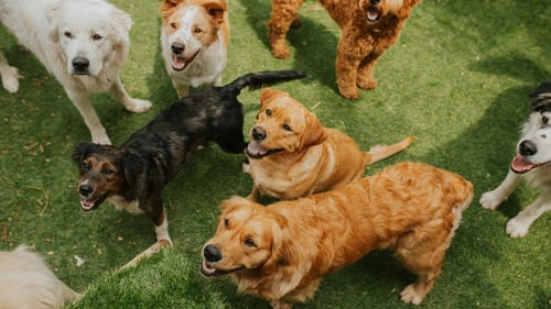 The Top-Rated Doggy Daycare in Boston, MA