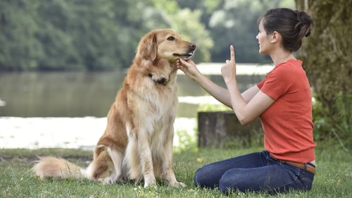 The Best Dog Trainers in Boston, MA