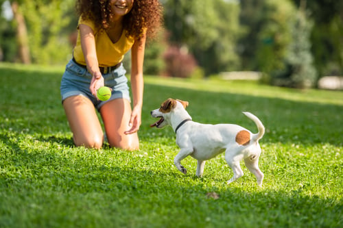 The Top Dog Parks in Northern New Jersey