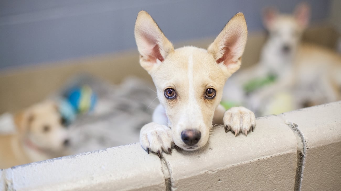 The Best Pet Adoption Centers in Orange County, CA