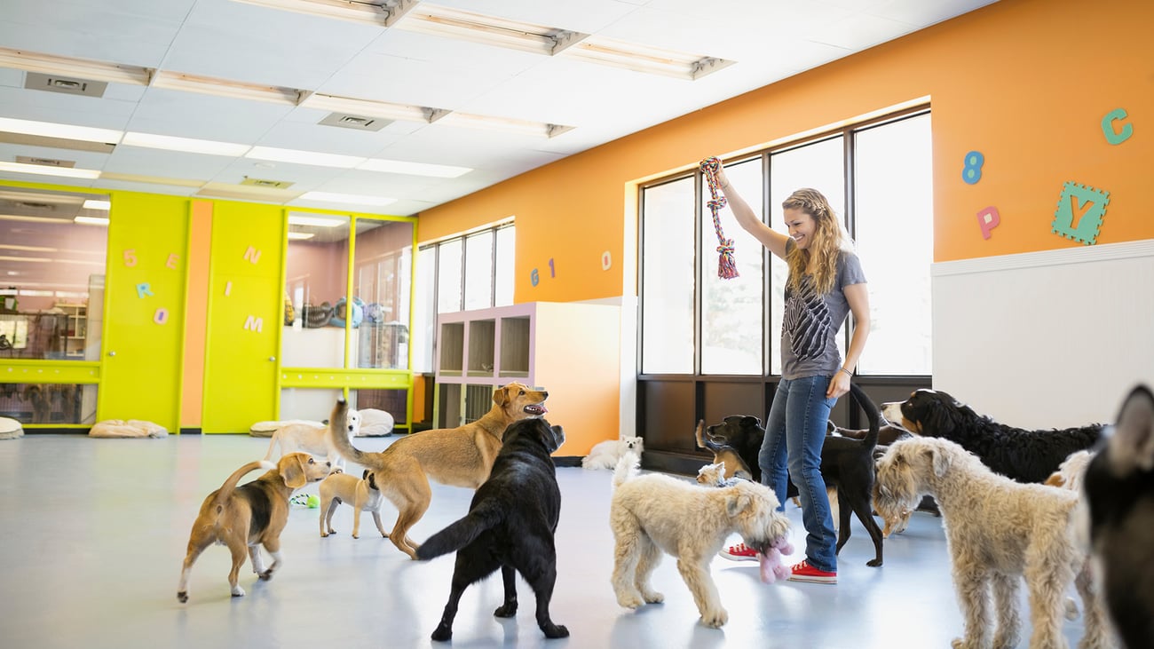 The Top-Rated Doggy Daycare in Philadelphia, PA