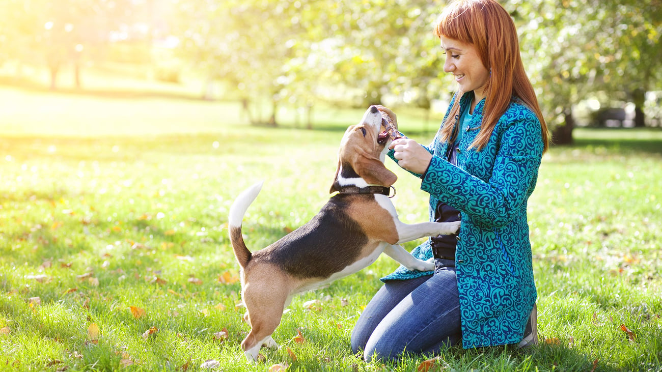 The Best Dog Trainers in Philadelphia, PA
