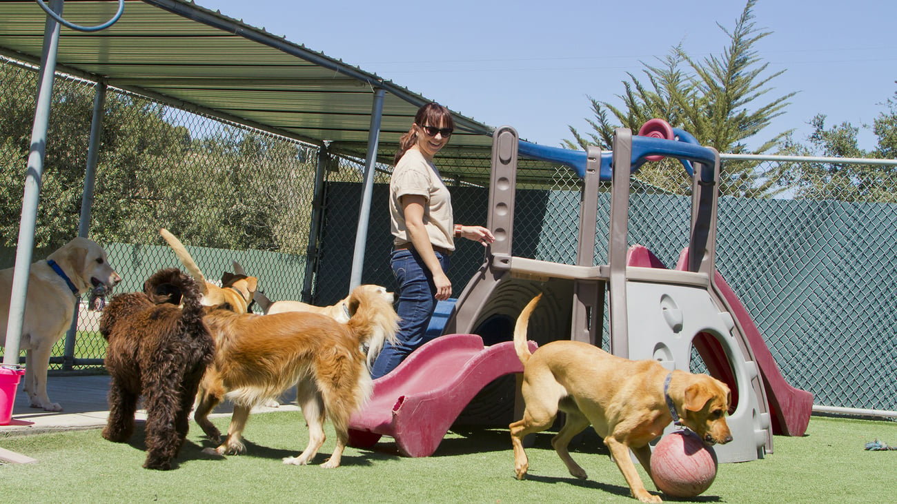 The Top-Rated Doggy Daycare in Austin, TX