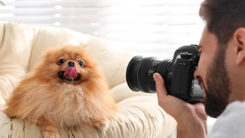 The Best Pet Photographers in Houston, TX