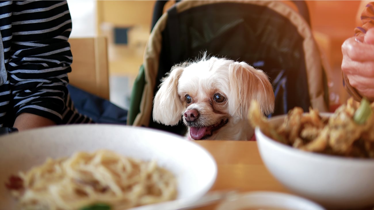 The Best Dog-Friendly Restaurants in Pittsburgh, PA