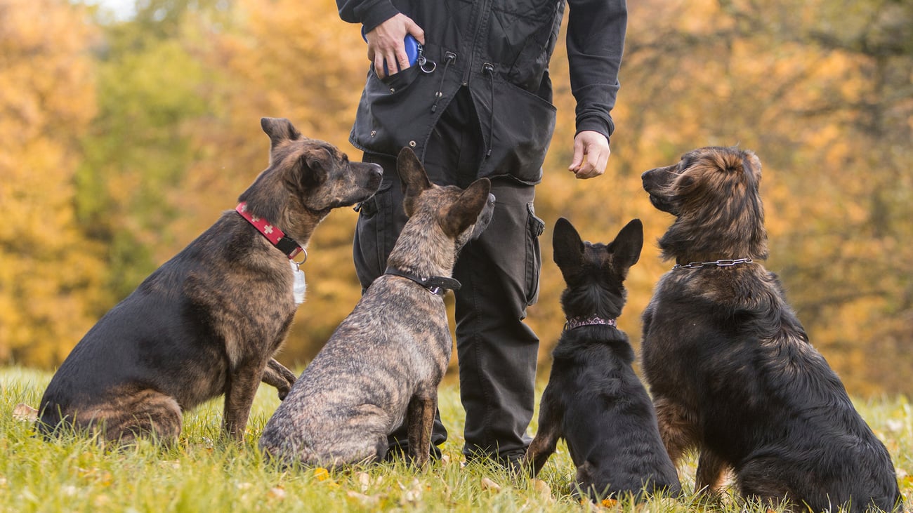 The Best Dog Trainers in Pittsburgh, PA