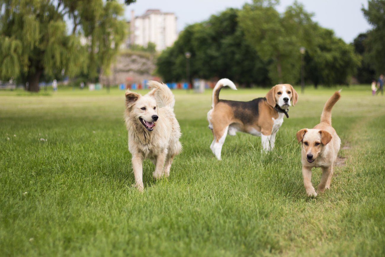 The Top Dog Parks in Pittsburgh, PA