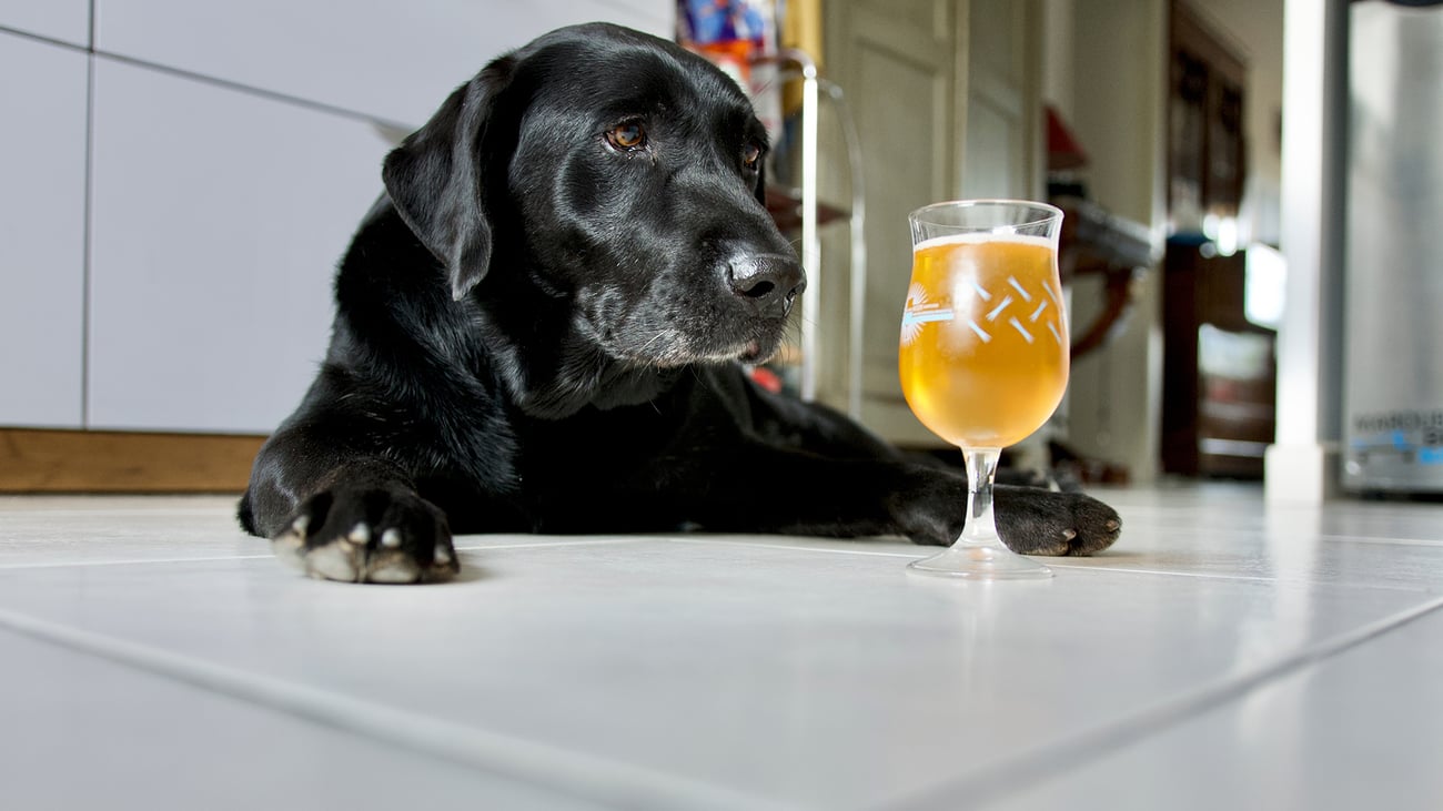 The Best Dog-Friendly Breweries in Pittsburgh, PA