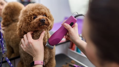 The Top Pet Groomers in Pittsburgh, PA