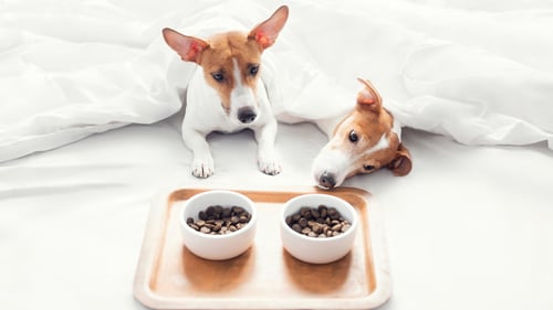 The Top Pet-Friendly Hotels in Houston, TX