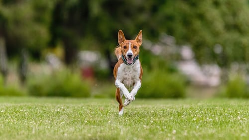 The Top Dog Parks in Portland, OR
