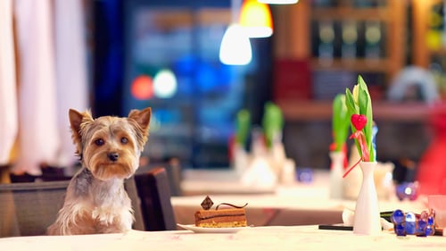 The Best Dog-Friendly Restaurants in Portland, OR