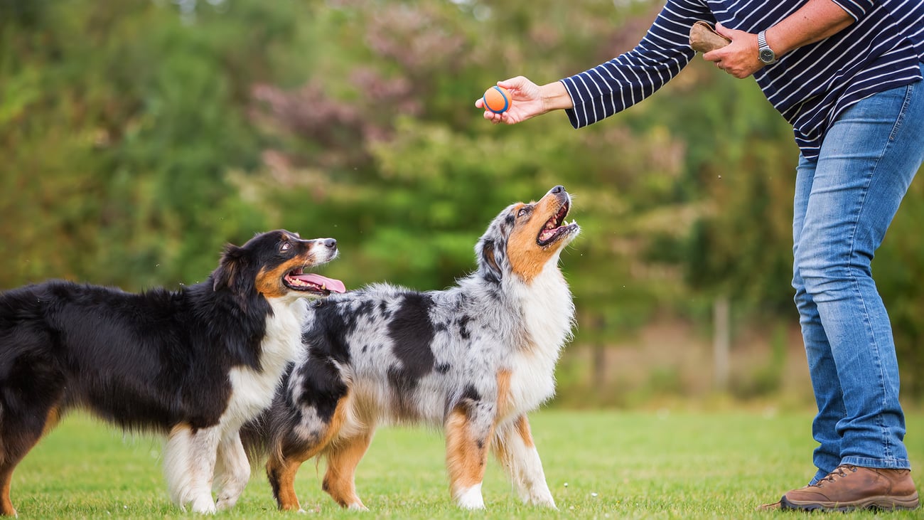 The Best Dog Trainers in Portland, OR