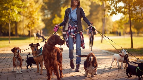 The Top Dog Walkers in Portland, OR