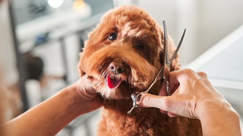 The Top Pet Groomers in Portland, OR