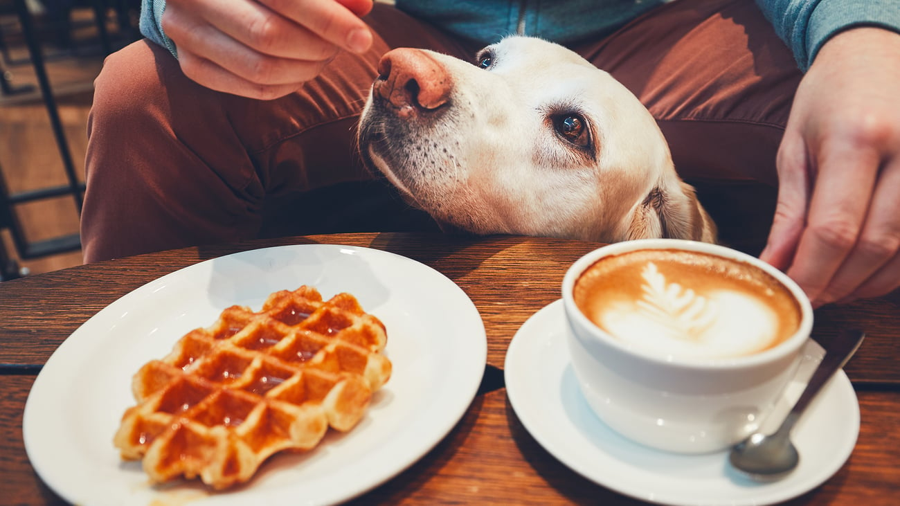 Dog-Friendly Cafes & Coffee Shops in Portland, OR